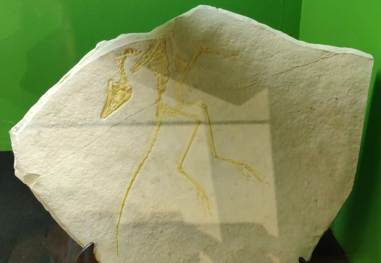 Museu de Ciência e Técnica da Escola de Minas UFOP